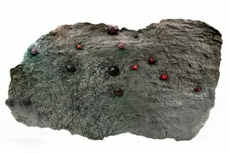 Plate of Red Embers Garnets in Graphite - Massachusetts #365269