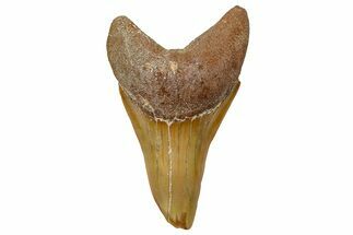 Fossil White Shark Tooth - Dakhla, Morocco #365253