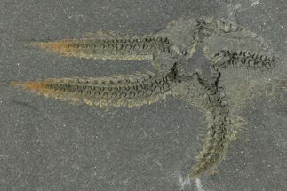 Ordovician Brittle Star (Ophiura) - Morocco #365268
