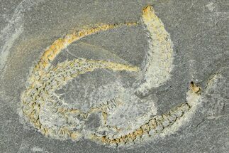 Ordovician Brittle Star (Ophiura) - Morocco #365275