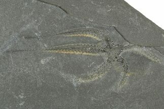Ordovician Brittle Star (Ophiura) - Morocco #365280