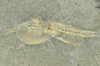 Ordovician Brittle Star (Ophiura) - Morocco #365289