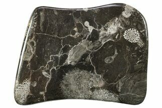 Polished Devonian Fossil Coral and Bryozoan Plate - Morocco #365131