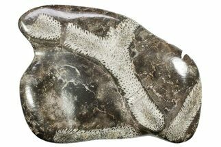 Polished Devonian Fossil Coral and Bryozoan Plate - Morocco #365144