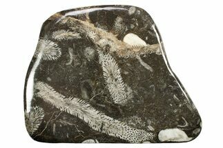 Polished Devonian Fossil Coral and Bryozoan Plate - Morocco #365145