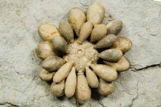 Jurassic Club Urchin (Cidaropsis) - Boulemane, Morocco #365361