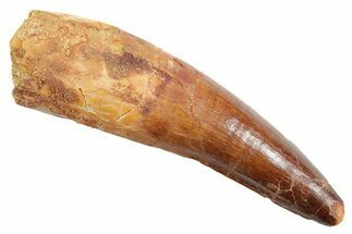 Fossil Spinosaurus Tooth - Real Dinosaur Tooth #363512
