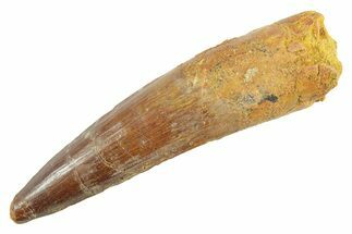 Fossil Spinosaurus Tooth - Real Dinosaur Tooth #363520