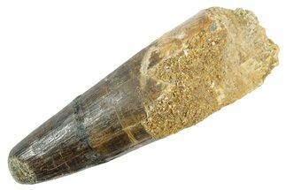 Fossil Spinosaurus Tooth - Feeding Worn Tip #363531