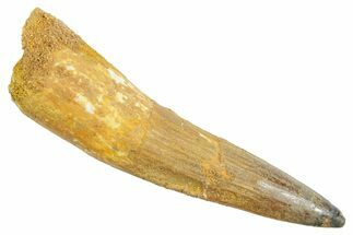 Fossil Spinosaurus Tooth - Real Dinosaur Tooth #363532
