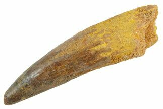 Fossil Spinosaurus Tooth - Real Dinosaur Tooth #363547