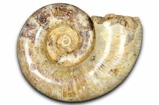 Jurassic Ammonite (Hemilytoceras) Fossil - Madagascar #365341