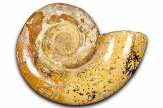 Jurassic Ammonite (Hemilytoceras) Fossil - Madagascar #365353