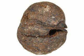 Pliocene Fossil Hickory Tree (Carya) Nut - France #365375