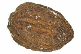 Pliocene Fossil Hickory Tree (Carya) Nut - France #365388