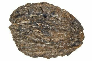 Pliocene Fossil Hickory Tree (Carya) Nut - France #365389