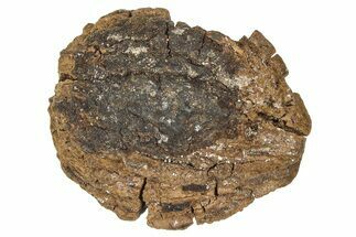 Pliocene Fossil Hickory Tree (Carya) Nut - France #365390