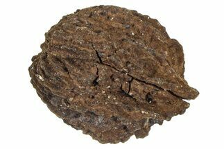 Pliocene Fossil Hickory Tree (Carya) Nut - France #365392