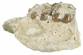 Fossil Horse (Mesohippus) Jaw Section - South Dakota #365180