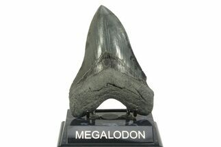 Serrated, Fossil Megalodon Tooth - South Carolina #365715