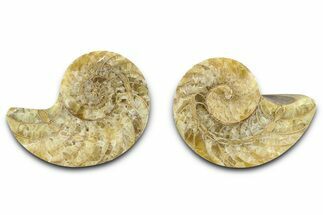 Jurassic Cut & Polished Nautilus (Cymatoceras) Fossil -Madagascar #365514