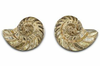 Jurassic Cut & Polished Nautilus (Cymatoceras) Fossil -Madagascar #365515