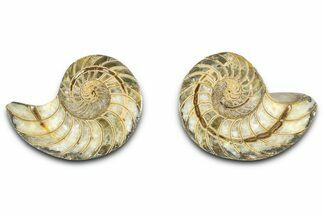 Jurassic Cut & Polished Nautilus (Cymatoceras) Fossil -Madagascar #365518