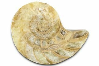 Cut & Polished Jurassic Nautilus Fossil (Half) - Madagascar #365524