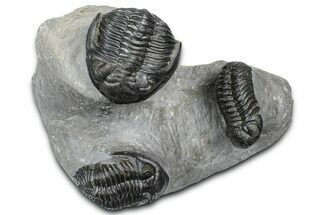 Cluster Of Three Trilobites (Hollardops & Austerops) - Ofaten, Morocco #365714