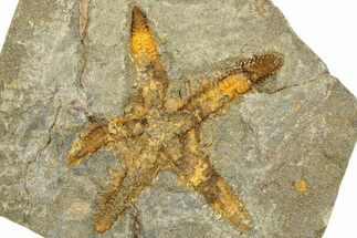 Ordovician Starfish Fossil - Morocco #365739