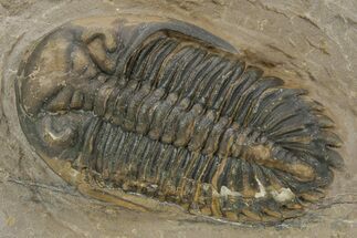 Detailed Hollardops Trilobite - Foum Zguid, Morocco #363167