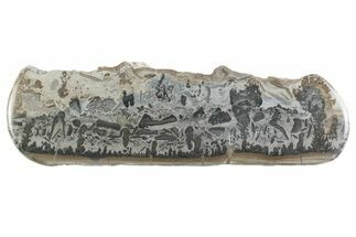 Triassic Aged Stromatolite Fossil - England #365672