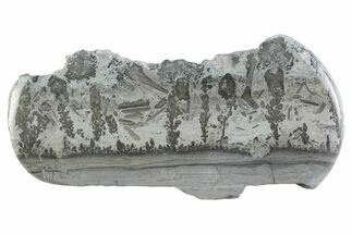 Triassic Aged Stromatolite Fossil - England #365684