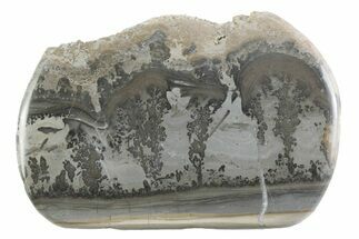 Triassic Aged Stromatolite Fossil - England #365687