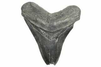 Bargain, Fossil Megalodon Tooth - South Carolina #365759