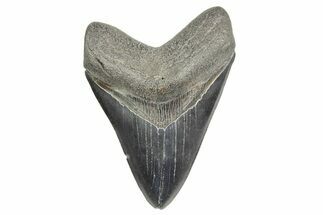 Fossil Megalodon Tooth - South Carolina #365762