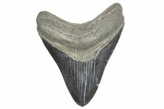 Fossil Megalodon Tooth - South Carolina #365763