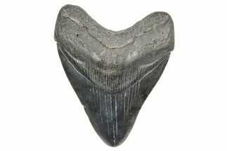 Fossil Megalodon Tooth - South Carolina #365766