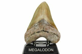 Huge, Serrated, Fossil Megalodon Tooth - North Carolina #365976
