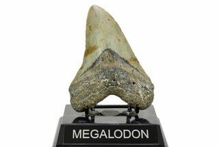 Fossil Megalodon Tooth - North Carolina #365979