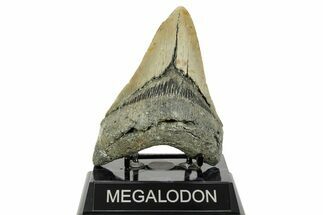 Serrated, Fossil Megalodon Tooth - North Carolina #365980