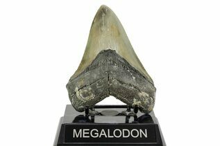 Fossil Shark Teeth For Sale