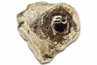 Polished Fossil Stromatolite Colony on Petrified Wood - Utah #365899