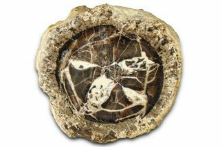 Polished Fossil Stromatolite Colony on Petrified Wood - Utah #365907