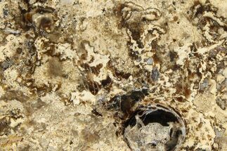 Polished Fossil Stromatolite Colony on Petrified Wood - Utah #365910