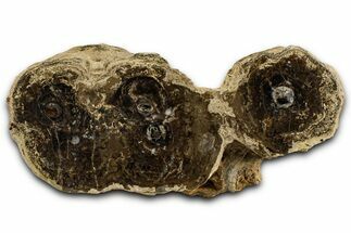 Polished Fossil Stromatolite Colony on Petrified Reed - Utah #365970