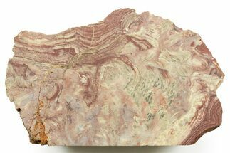 Polished Neoproterozoic Stromatolite (Conophyton) - Morocco #365855