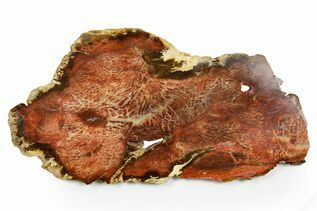 Petrified Wood For Sale