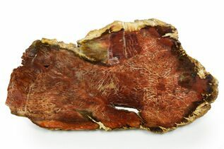 Petrified Wood For Sale
