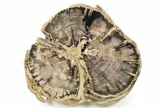 Petrified Wood (Schinoxylon) Round - Blue Forest, Wyoming #366000